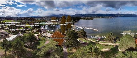 Webcam image with segmented tree species of interest and classification of phenological state.
