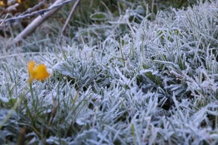 Photo with frost-covered grass by Daniel Gerstgrasser