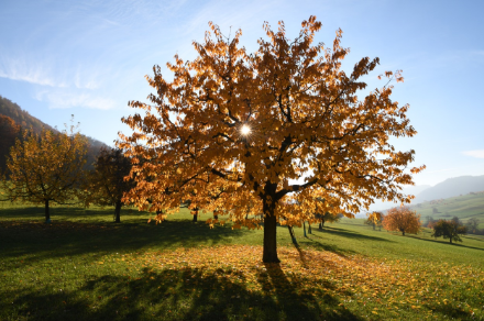 Image of cherry trees, with leaves glowing yellow in the sunshine.