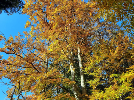Image of a beech tree in autumn.