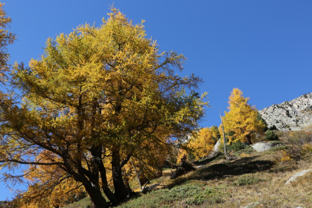 Image of mountain larches turning yellow.
