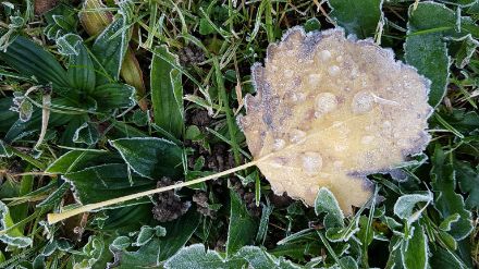 Frost on leaf edges and frozen raindrops on a poplar leaf.