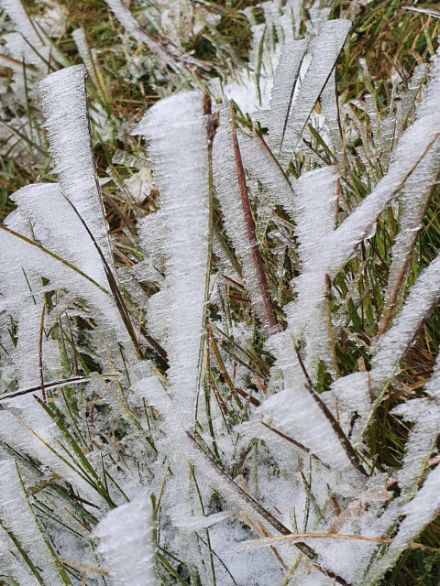 Rime ice on twigs.