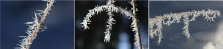  	Three images of hoar frost that has formed on blades of grass