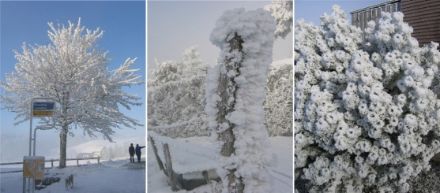  	Three images of hoar ice forming on trees, bushes and traffic signs
