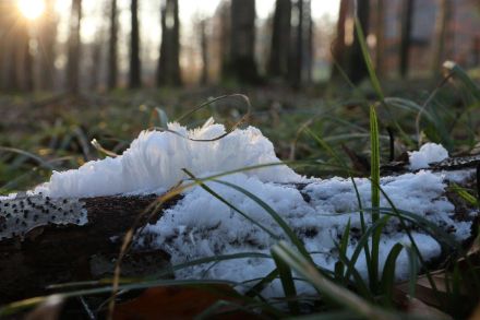 Hair ice in the Sihl Forest, 7th February 2023.