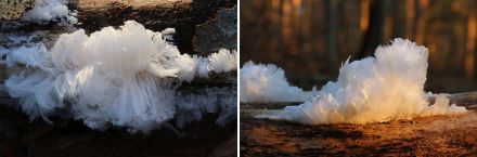 Hair ice in the Sihl Forest, 7th February 2023.