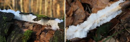Hair ice in the Sihl Forest, 7th February 2023.