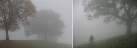 Two images with a few solitary trees visible amid dense fog.