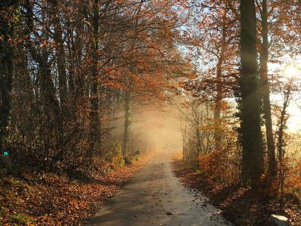When the air temperature reaches dew point temperature, the water vapour in the air condenses into droplets and forms fog or low stratus, as seen here in the Fétigny area (canton of Fribourg) in November 2018. © V. Meunier