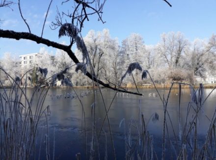 Image of a frozen pond surrounded by reeds and trees with hoar frost