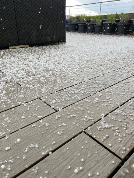Semi-transparent, whitish pellets on a patio.