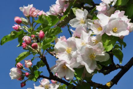 Einsteigsbild: Blüte des Apfelbaums