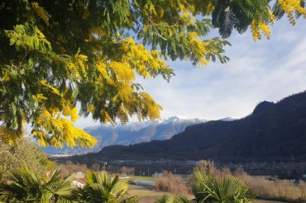Mit Abstand wärmster Februar seit Messbeginn in den Alpen, sogar wärmer als ein durchschnittlicher März. Quelle: Meteomeldungen, MeteoSchweiz-App.